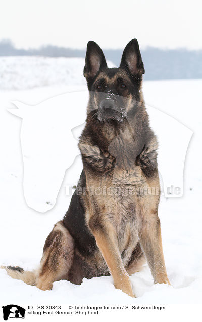 sitzender Deutscher Schferhund DDR / sitting East German Shepherd / SS-30843