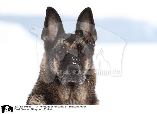 East German Shepherd Portrait / SS-30845