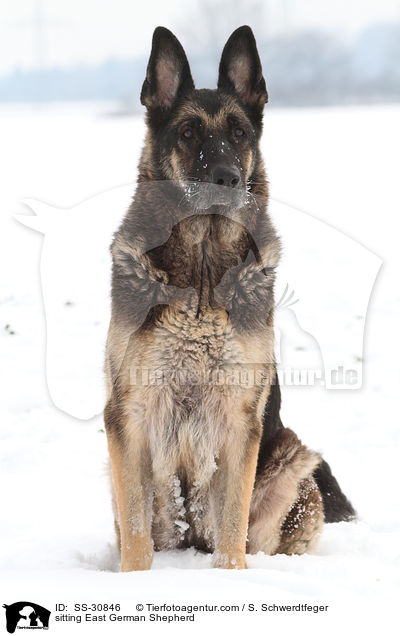 sitting East German Shepherd / SS-30846