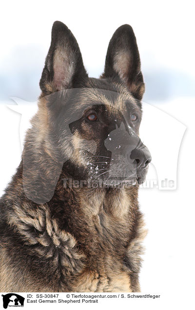 East German Shepherd Portrait / SS-30847