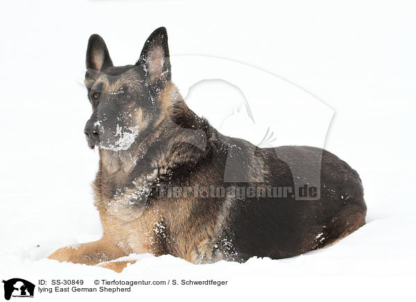 liegender Deutscher Schferhund DDR / lying East German Shepherd / SS-30849