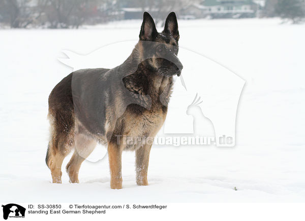 standing East German Shepherd / SS-30850