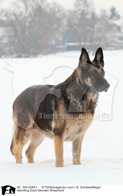 standing East German Shepherd / SS-30851