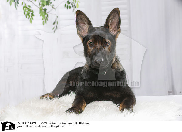 young Eastern German Shepherd / RR-68577