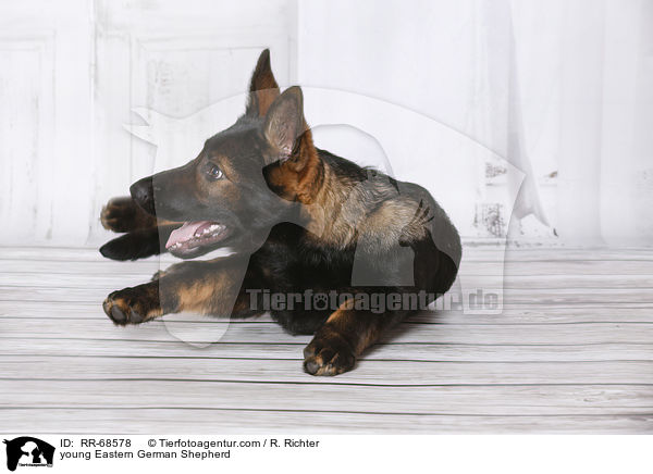 young Eastern German Shepherd / RR-68578