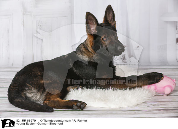young Eastern German Shepherd / RR-68579