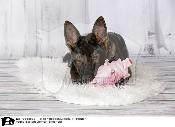 young Eastern German Shepherd / RR-68582
