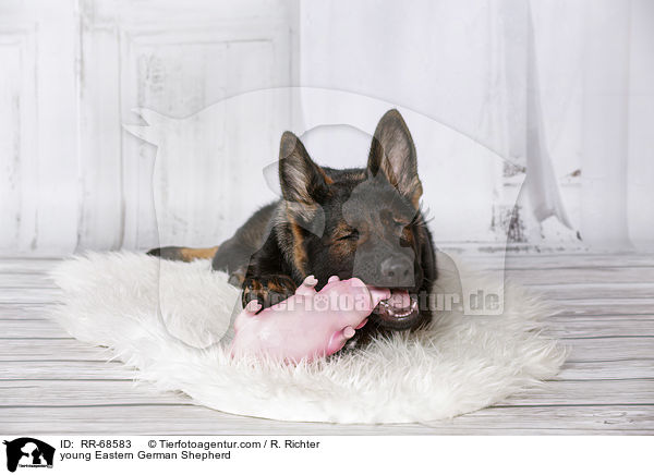 junger Deutscher Schferhund DDR / young Eastern German Shepherd / RR-68583