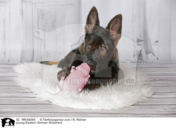 young Eastern German Shepherd / RR-68585