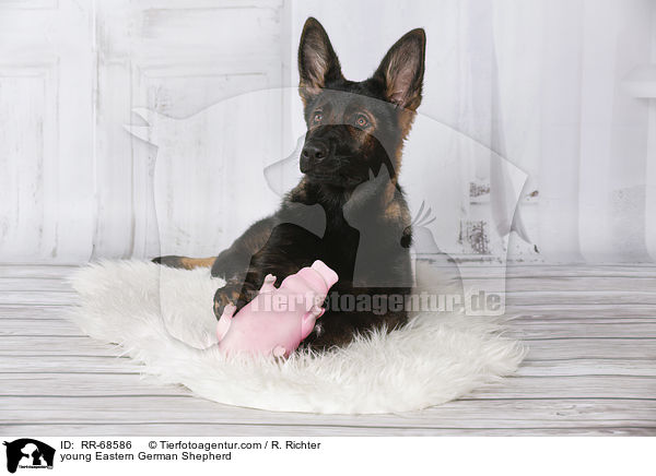 young Eastern German Shepherd / RR-68586