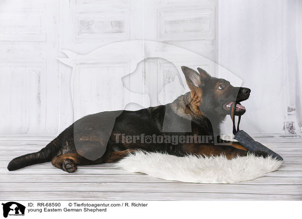 young Eastern German Shepherd / RR-68590