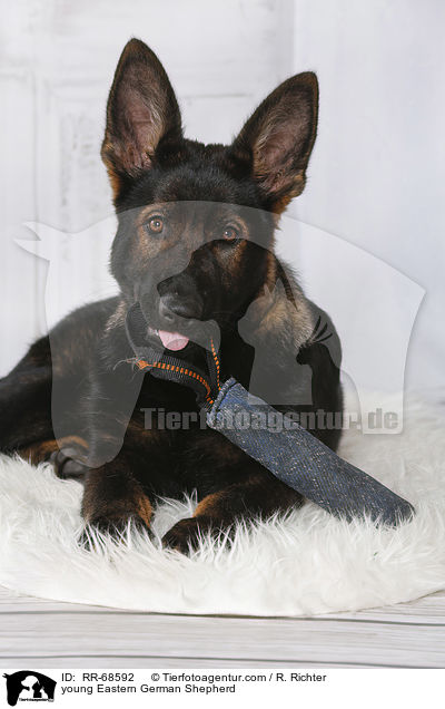 junger Deutscher Schferhund DDR / young Eastern German Shepherd / RR-68592