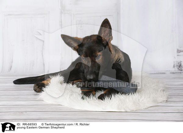 young Eastern German Shepherd / RR-68593