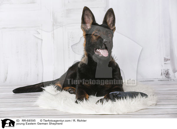 young Eastern German Shepherd / RR-68595