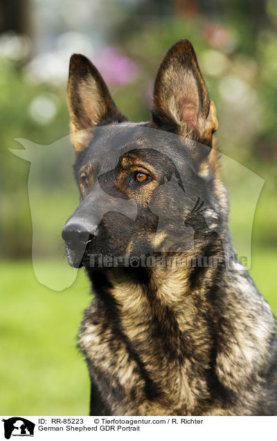 German Shepherd GDR Portrait / RR-85223