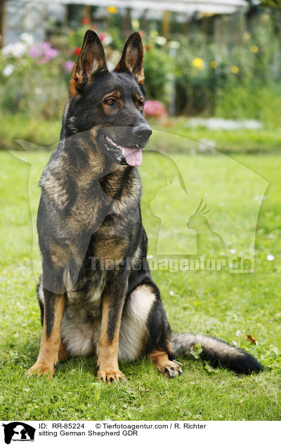 sitting German Shepherd GDR / RR-85224