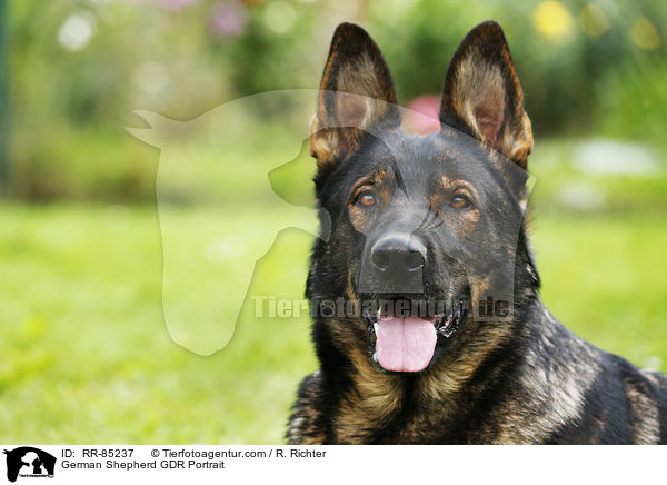 German Shepherd GDR Portrait / RR-85237