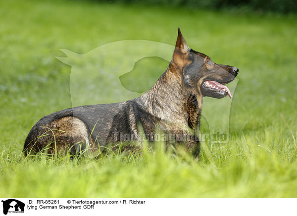 liegender Deutscher Schferhund DDR / lying German Shepherd GDR / RR-85261