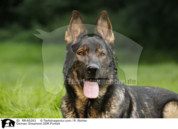 German Shepherd GDR Portrait / RR-85263