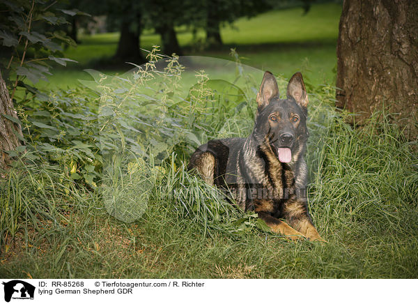 lying German Shepherd GDR / RR-85268