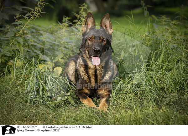 lying German Shepherd GDR / RR-85271