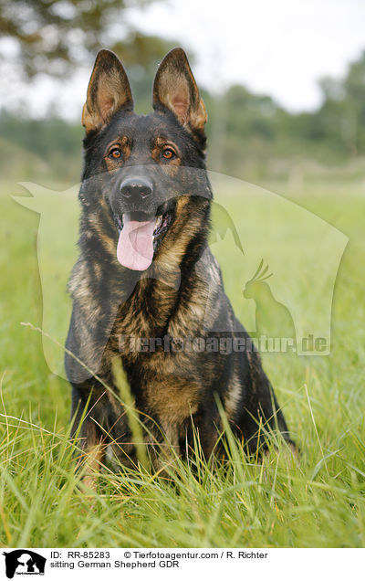 sitting German Shepherd GDR / RR-85283