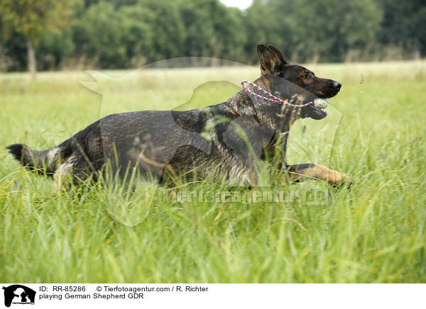 playing German Shepherd GDR / RR-85286