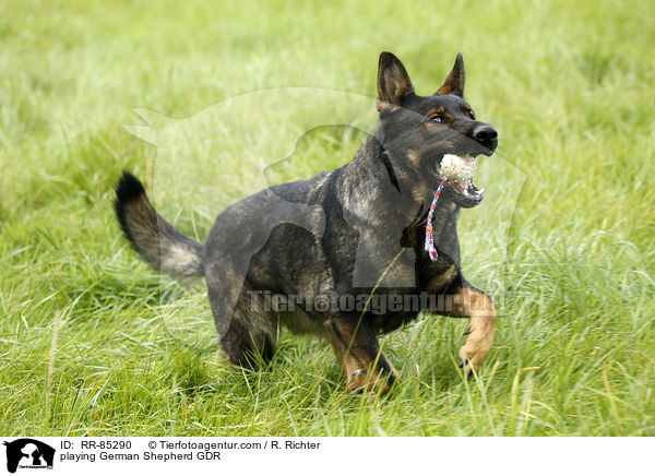 playing German Shepherd GDR / RR-85290