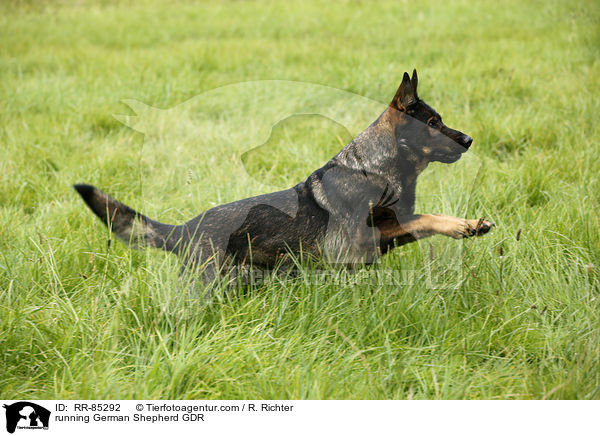 running German Shepherd GDR / RR-85292
