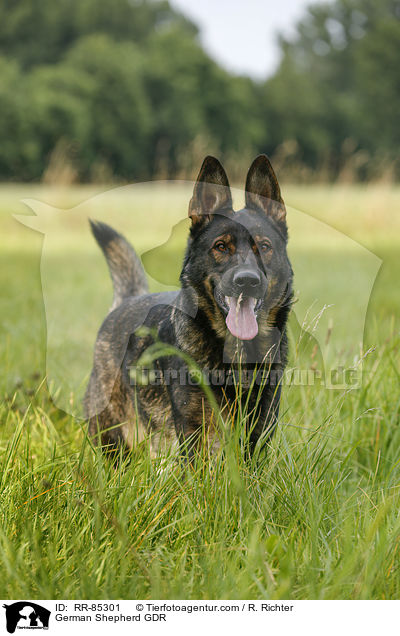 German Shepherd GDR / RR-85301