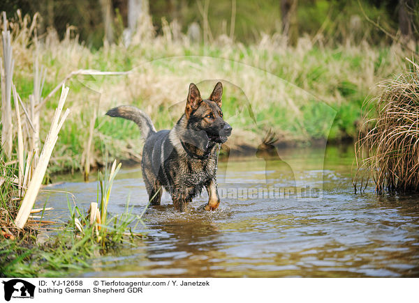 bathing German Shepherd GDR / YJ-12658