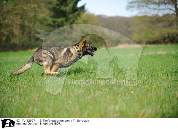 running German Shepherd GDR / YJ-12667