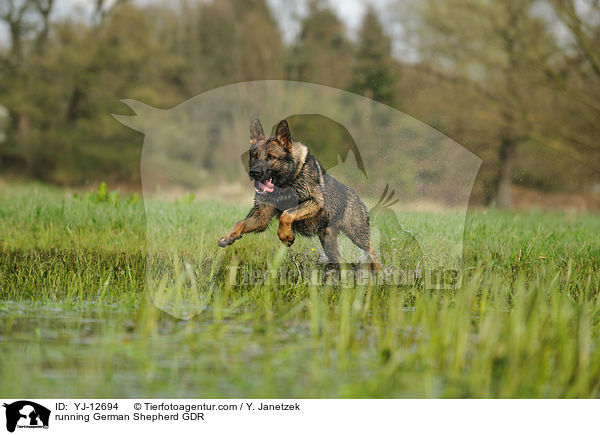 running German Shepherd GDR / YJ-12694