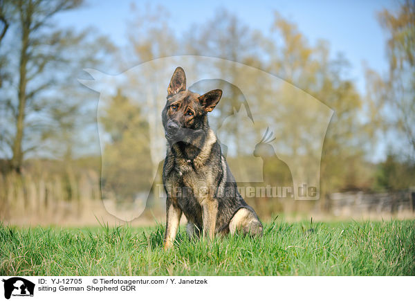 sitting German Shepherd GDR / YJ-12705