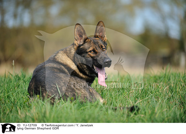 lying German Shepherd GDR / YJ-12709