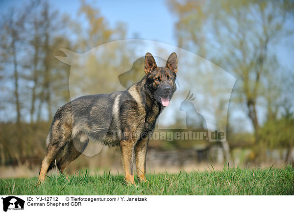 Deutscher Schferhund DDR / German Shepherd GDR / YJ-12712