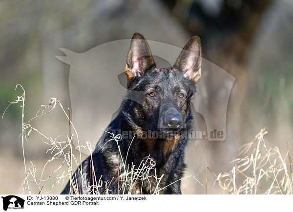 Deutscher Schferhund DDR Portrait / German Shepherd GDR Portrait / YJ-13880