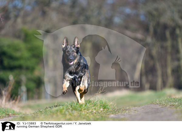 rennender Deutscher Schferhund DDR / running German Shepherd GDR / YJ-13883