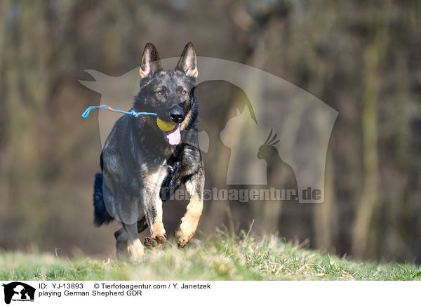 spielender Deutscher Schferhund DDR / playing German Shepherd GDR / YJ-13893