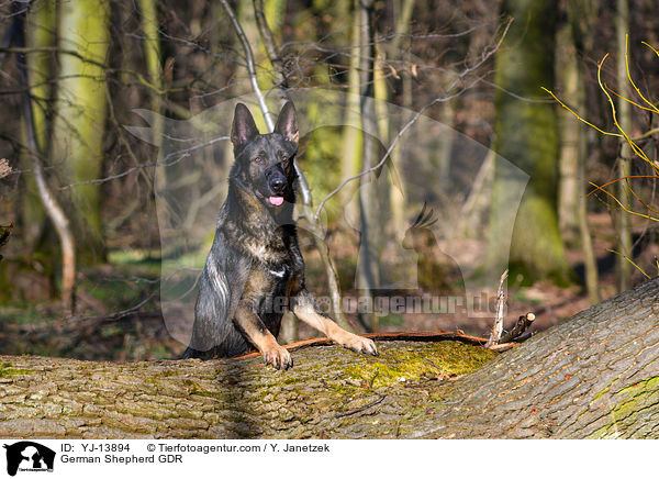 Deutscher Schferhund DDR / German Shepherd GDR / YJ-13894