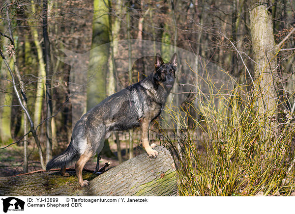Deutscher Schferhund DDR / German Shepherd GDR / YJ-13899