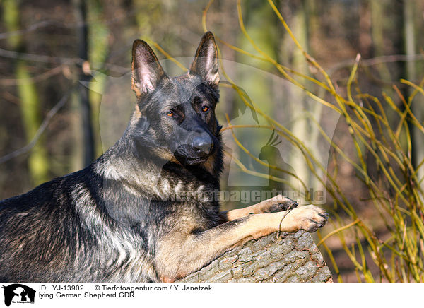 lying German Shepherd GDR / YJ-13902
