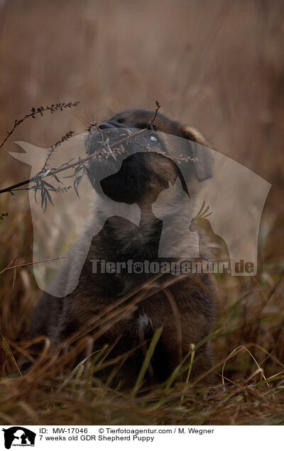 7 weeks old GDR Shepherd Puppy / MW-17046