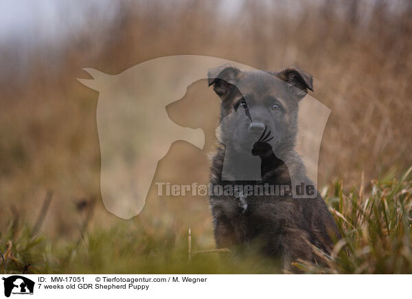 7 weeks old GDR Shepherd Puppy / MW-17051
