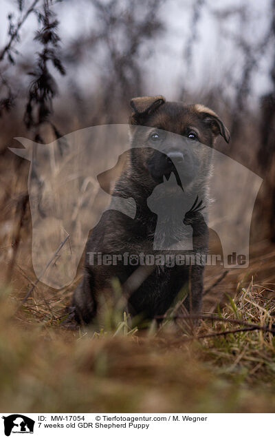 7 weeks old GDR Shepherd Puppy / MW-17054