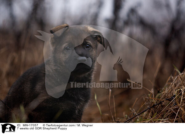 7 weeks old GDR Shepherd Puppy / MW-17057