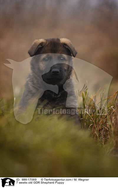 7 weeks old GDR Shepherd Puppy / MW-17069