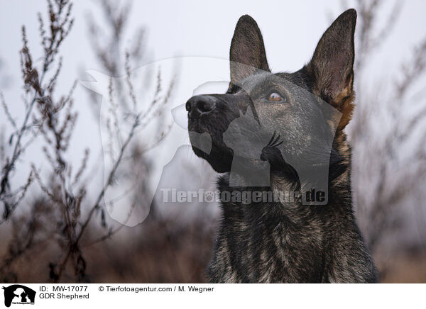 DDR Schferhund / GDR Shepherd / MW-17077
