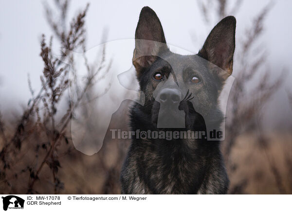 GDR Shepherd / MW-17078