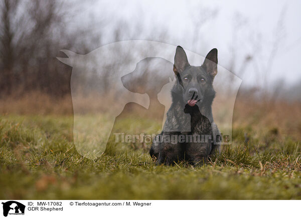 DDR Schferhund / GDR Shepherd / MW-17082